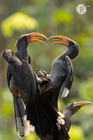 Malabar grey hornbill (Ocyceros griseus)