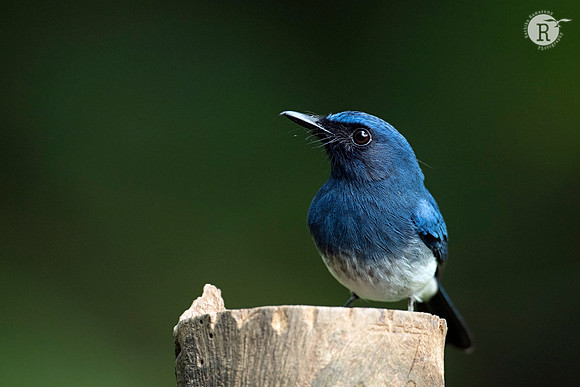 White-bellied blue flycatcher (Cyornis pallidipes)_D553304