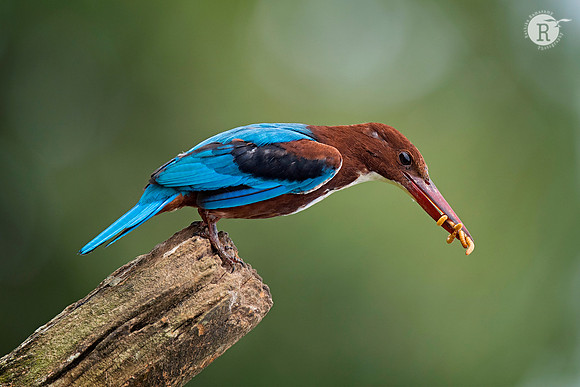 White-throated kingfisher (Halcyon smyrnensis)_AFR6478