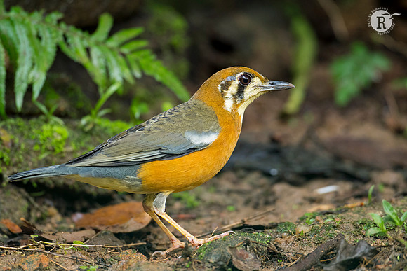 Orange-headed thrush (Geokichla citrina)_D551414