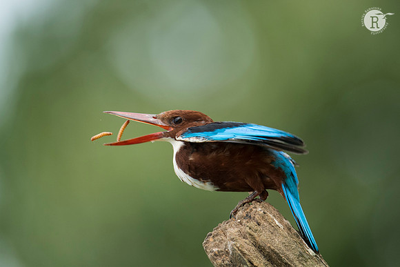 White-throated kingfisher (Halcyon smyrnensis) _AFR6452 copy