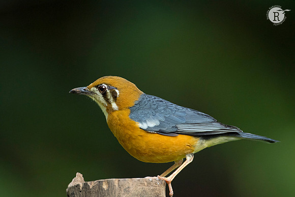 Orange-headed thrush (Geokichla citrina)_D551810