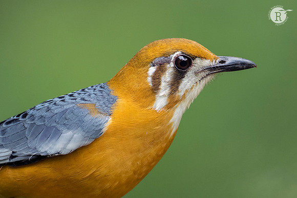 Orange-headed thrush (Geokichla citrina) _D551327