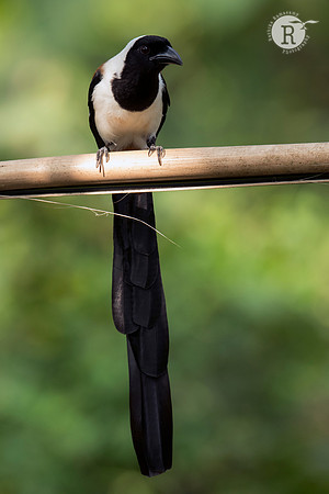 White-bellied treepie (Dendrocitta leucogastra) _D552472