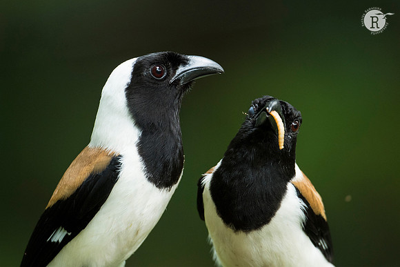 White-bellied treepie (Dendrocitta leucogastra) _D551372