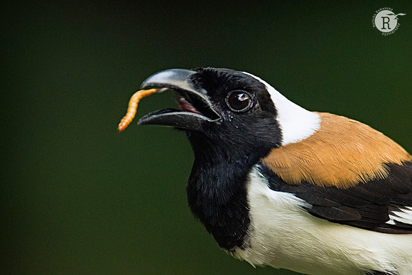 White-bellied treepie (Dendrocitta leucogastra) D553380