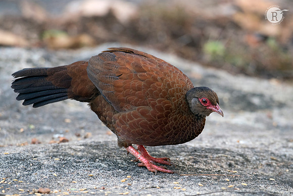 44-Red spurfowl (Galloperdix spadicea)_D552144