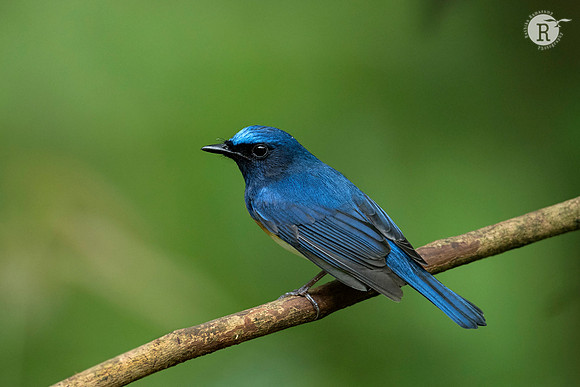 Blue-throated blue flycatcher (Cyornis rubeculoides