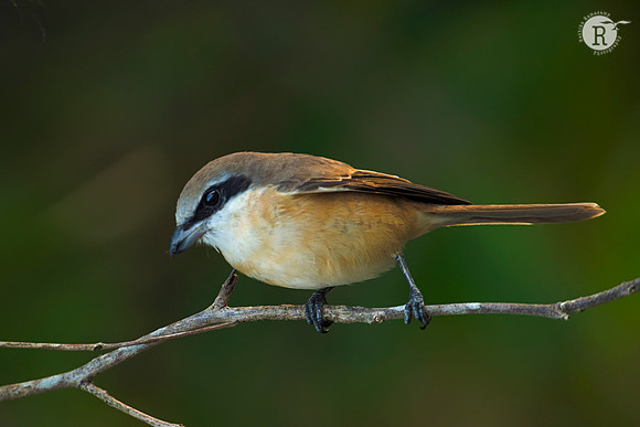 Brown shrike (Lanius cristatus)_D552167