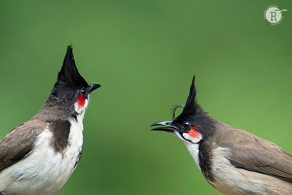 Red-whiskered bulbul (Pycnonotus jocosus)_D551508