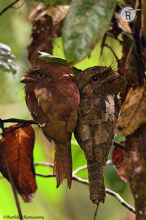 Srilankan frogmouth_D558374