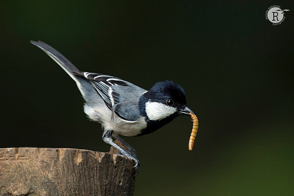 Cinereous tit (Parus cinereus) _D551553