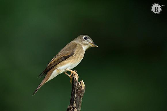 Brown-breasted flycatcher(Muscicapa muttui)
