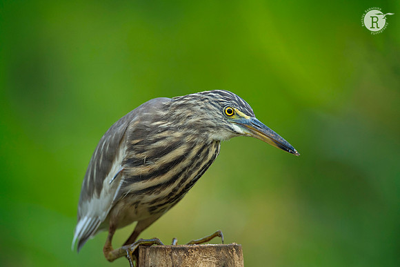 Indian pond heron (Ardeola grayii)_D552238