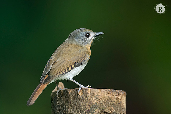 White-bellied Blue Flycatcher_D551420