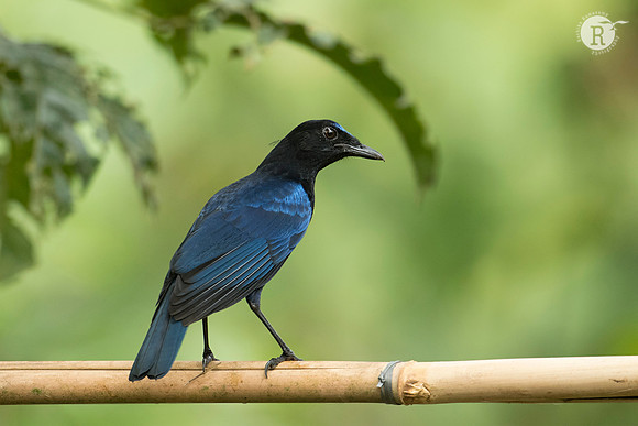 61-Malabar whistling thrush (Myophonus horsfieldii)_D552707