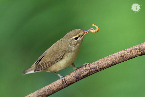 Blyth's reed warbler (Acrocephalus dumetorum)_D551474