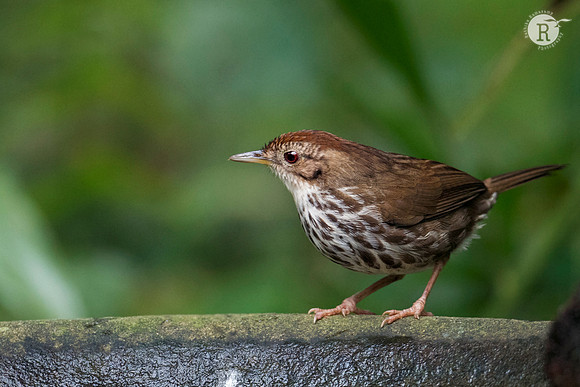 Puff-throated babbler (Pellorneum ruficeps)_D551846