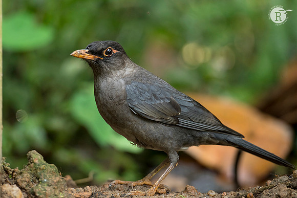 64-Indian blackbird (Turdus simillimus)_D553072