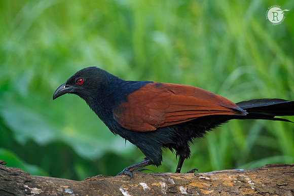 Coucal (Centropus sinensis)_D552255