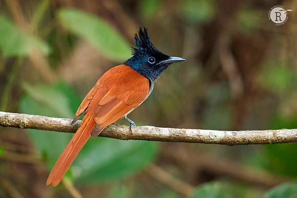 Indian paradise flycatcher (Terpsiphone paradisi) _D552630
