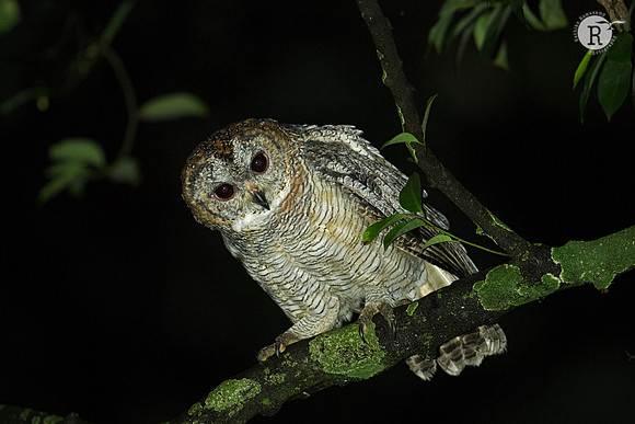 Mottled wood owl (Strix ocellata)_D558076