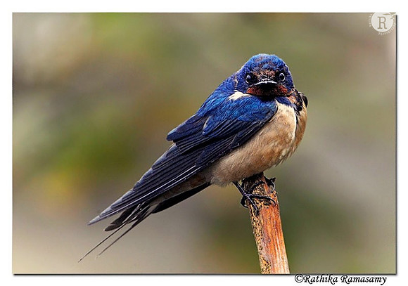 Wire-tailed Swallow (Hirundo smithii)(Immature) _DD33191