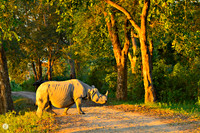 Kaziranga National Park