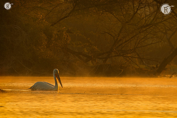 Pelican_D555686