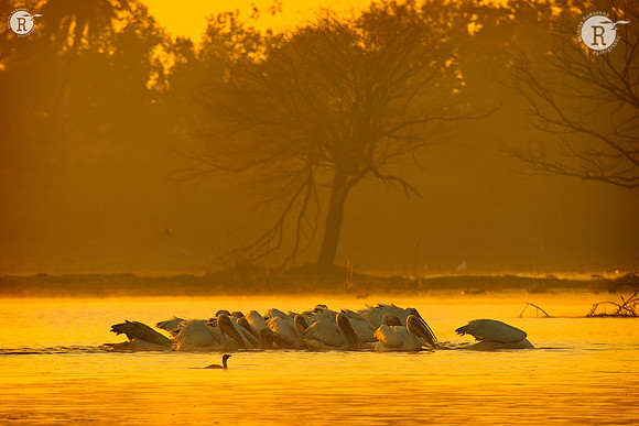 Pelican_D555702