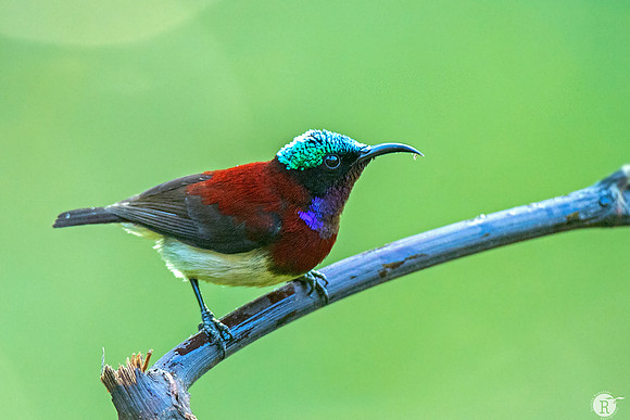 Crimson-backed sunbird (Leptocoma minima)