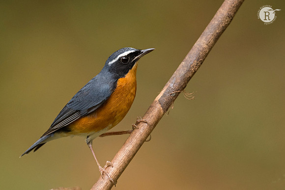 Indian blue robin (Larvivora brunnea)_D556798