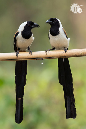 White-bellied treepie (Dendrocitta leucogastra)_D559904