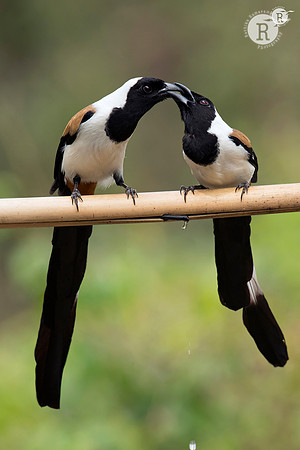 White-bellied treepie (Dendrocitta leucogastra)_D559610