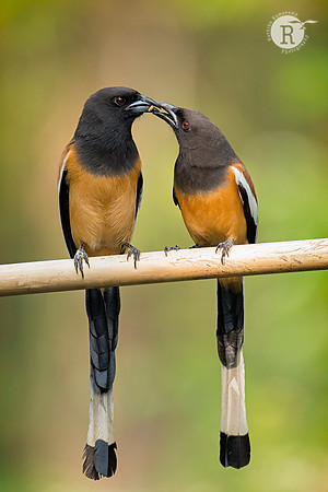 Rufous treepie (Dendrocitta vagabunda)_D552562