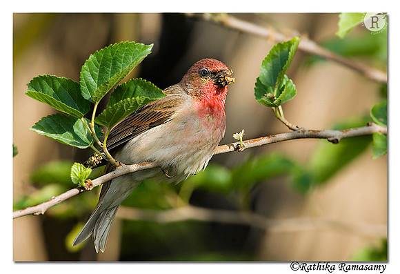 Common Rosefinch_BID3579