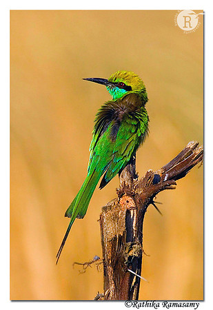 Green Bee eater_DSC_6134