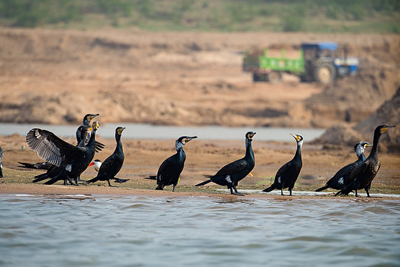 Darter_D554301