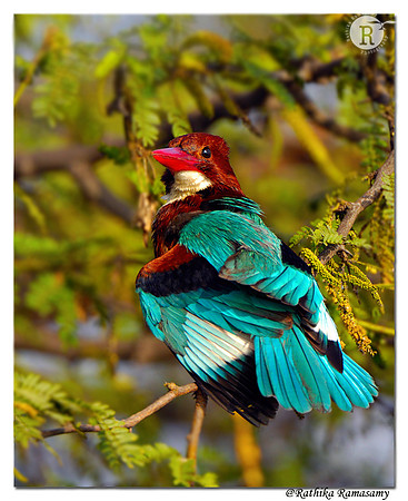 White-throated Kingfisher( Halcyon smyrnensis)_BID1761