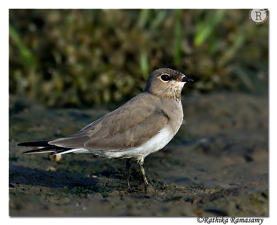 Small Pratincole( Glareola maldivarum)-7189