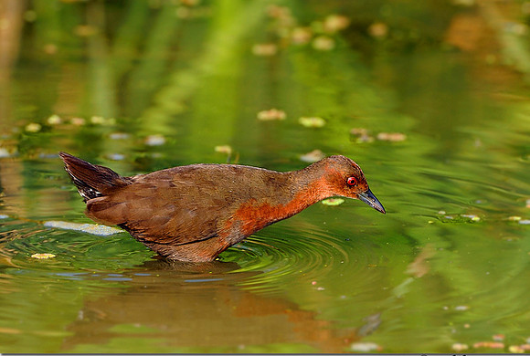 Ruddy-breasted Crake (Porzana fusca)