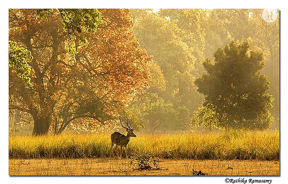 Kanha National Park