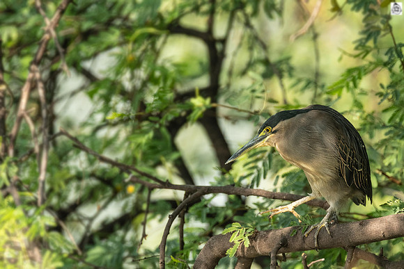 Night heron ©Mr.Ananthakrishnan Srinivasan