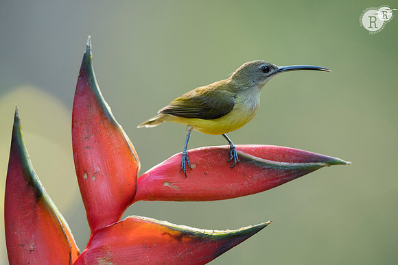 Little spiderhunter (Arachnothera longirostra)_D557653