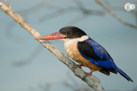 Web-Black-capped kingfisher (Halcyon pileata)_D556260