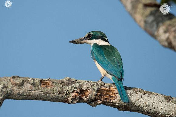 Collared kingfisher (Todiramphus chloris) _D556190
