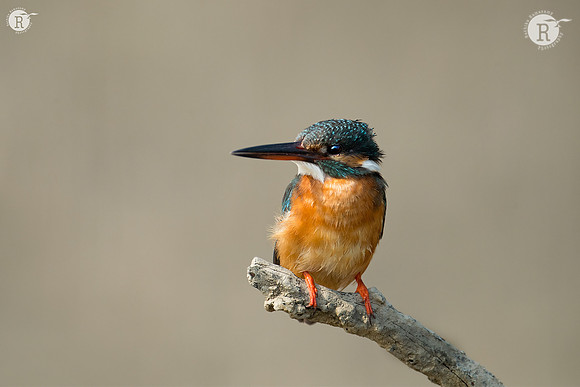 Common kingfisher_D554976