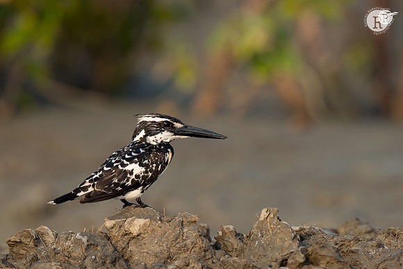 Pied kingfisher_D554422
