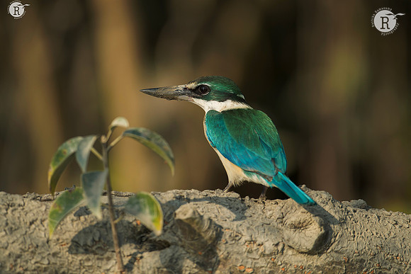 White collerd kingfisher_D556178