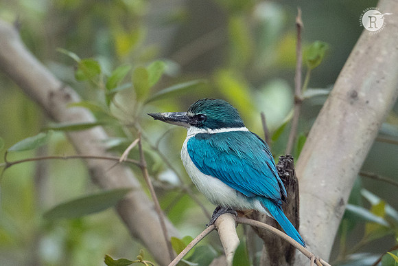 White collerd kingfisher_D555093